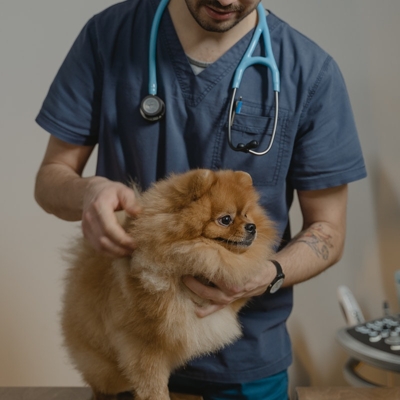 Clinica veterinaria de cão