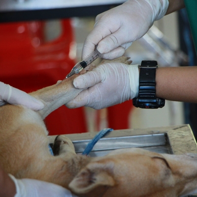 Clinica veterinaria exame de sangue