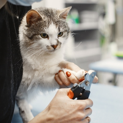 Clinica veterinaria de felinos