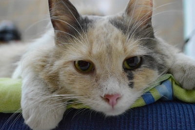 Clínica veterinária de gatos sao paulo