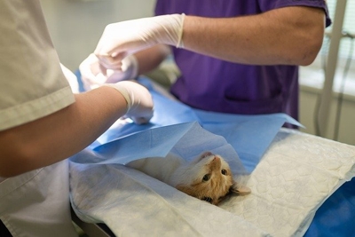 Clinica veterinaria pequenas cirurgias