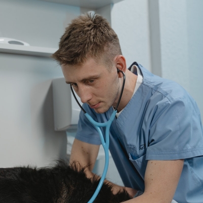 Consulta animal veterinária
