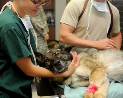 Consulta clinica veterinaria