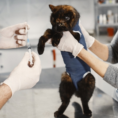 Consulta veterinaria para gatos