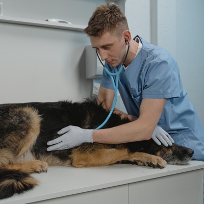 Consulta veterinaria quanto custa