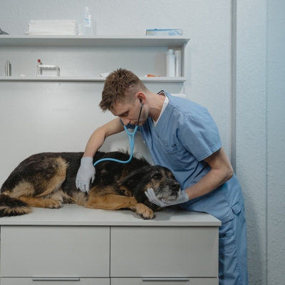 Consulta veterinario sp