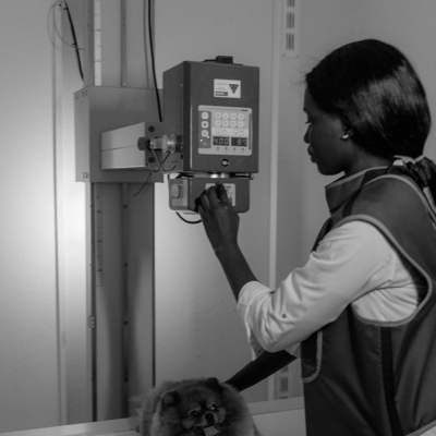 Radiografia veterinária cachorros