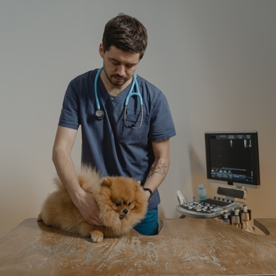 Ultrassonografia veterinária