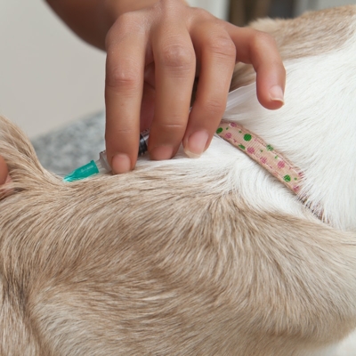 Vacina para cachorro antirrábica