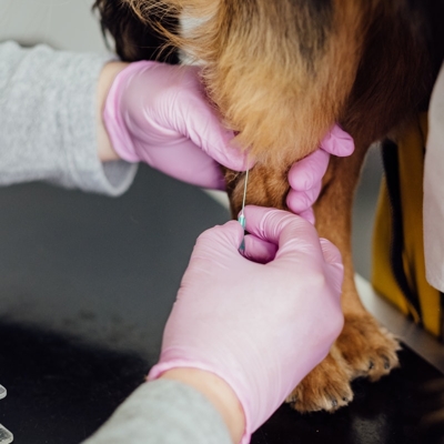 Vacina completa para cães