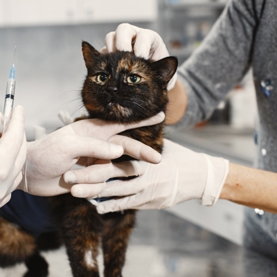 Vacina para gato quintupla